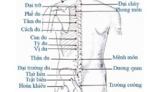 Châm cứu, bấm huyệt Đại Trường Du đẩy lùi các bệnh lý liên quan tới cột sống, dạ dày