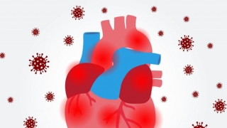 Bệnh COVID-19 gây tổn thương ADN trong các mô tim