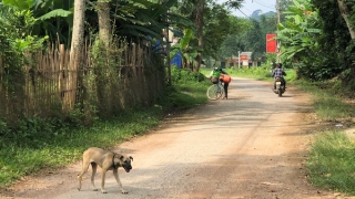 Bến Tre: Có 12 ca tử vong do bệnh dại trong 9 tháng đầu năm 2022