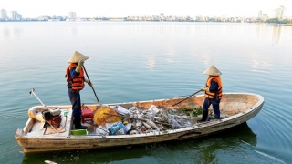 Hà Nội yêu cầu kiểm tra, xác định nguyên nhân cá chết hàng loạt ở hồ Tây