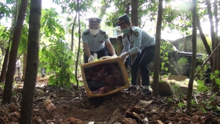 Sơn La phát hiện đối tượng vận chuyển 215 kg sản phẩm nội tạng động vật không rõ nguồn gốc xuất xứ