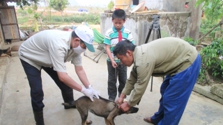 Đà Nẵng triển khai các giải pháp kiểm soát tốt bệnh dại và quản lý đàn chó nuôi trên địa bàn thành phố