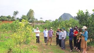 Sơn La sản xuất nông nghiệp hữu cơ tạo hệ sinh thái bền vững, đảm bảo thực phẩm an toàn