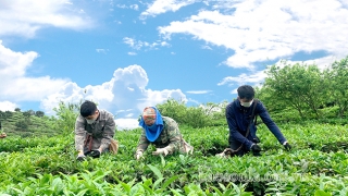 Kỳ I: Cây chè trên cao nguyên Mộc Châu hơn 60 năm “ươm mầm, bén rễ”