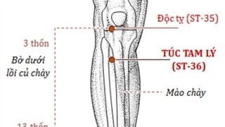 Huyệt Độc Tỵ có khả năng tác động trực tiếp lên các khớp gối