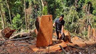 Kon Tum kiểm điểm trách nhiệm tập thể, cá nhân có liên quan liên quan đến vụ phá rừng quy mô lớn