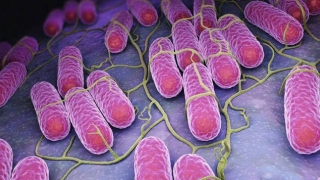 Những điều cần biết về vi khuẩn Salmonella