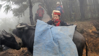 Tuyên Quang chủ động ứng phó với mưa lớn, rét đậm, rét hại