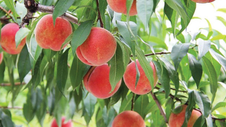 Quả đào tốt cho bệnh nhân tiểu đường, đường huyết cao