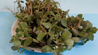 Lợi ích của rau sam đối với đường huyết cao