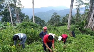 Những giải pháp để bảo tồn và phát triển sản xuất bền vững nguồn dược liệu Việt Nam