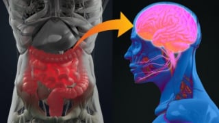 Lợi khuẩn ruột - liệu pháp tiềm năng chữa bệnh Parkinson