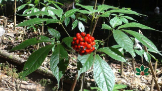 Sâm Ngọc Linh được biết đến như thần dược