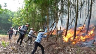 Phú Thọ tăng cường các biện pháp bảo vệ, phát triển rừng và phòng chống cháy rừng năm 2023