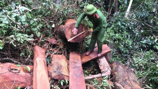 Quảng Bình: Huyện Tuyên Hóa tăng cường thực hiện các biện pháp quản lý rừng, bảo vệ rừng, chống chặt phá rừng