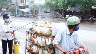 Ngăn chặn tình trạng nhập lậu, vận chuyển trái phép gia cầm, sản phẩm gia cầm nhập lậu từ nước ngoài vào Việt Nam