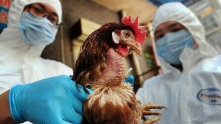 Hải Phòng chủ động ngăn chặn bệnh cúm gia cầm (H5N1) xâm nhập và lây nhiễm sang người