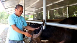 Phú Thọ tăng cường công tác phòng, chống dịch bệnh trên đàn vật nuôi