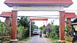 Long An phát triển Làng nghề trồng mai xã Tân Tây gắn với phát triển du lịch