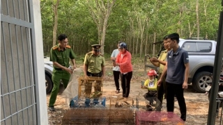 Bình Dương thả hàng trăm cá thế động vật quý, hiếm trở về với môi trường tự nhiên