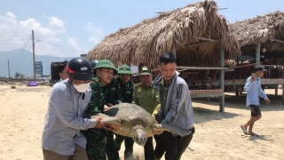 Thừa Thiên Huế thả cá thể Vích quý hiếm nặng hơn 100kg về môi trường tự nhiên