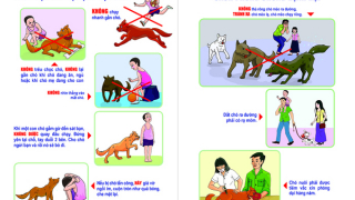 Cà Mau tăng cường các biện pháp cấp bách phòng, chống bệnh dại