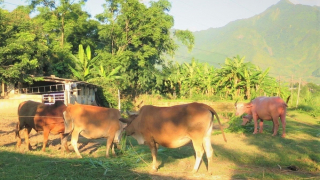 Lai Châu chủ động triển khai các biện pháp phòng, chống dịch bệnh động vật trên địa bàn tỉnh