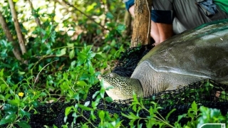 Hà Nội yêu cầu làm rõ nguyên nhân vụ rùa hồ Gươm bị chết ở hồ Đồng Mô