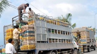 Khánh Hòa ngăn chặn các trường hợp vận chuyển trái phép gia cầm qua biên giới vào Việt Nam