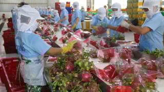Chủ động triển khai các biện pháp cấp bách nhằm giảm ùn ứ và thúc đẩy xuất khẩu nông sản tại các cửa khẩu biên giới phía Bắc