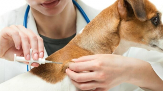 Phú Thọ tăng cường các biện pháp phòng, chống bệnh dại