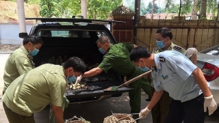 Tăng cường kiểm soát, phát hiện, ngăn chặn, xử lý hành vi buôn bán, vận chuyển trái phép gia cầm, sản phẩm gia cầm qua biên giới