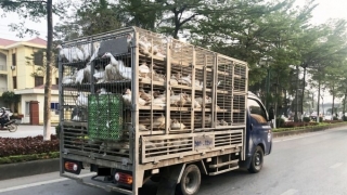 Hải Phòng ngăn hành vi buôn bán, vận chuyển trái phép gia cầm qua biên giới