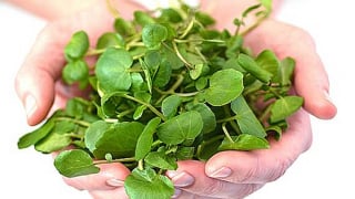 Ăn cải xoong giúp tăng khả năng sinh sản cho phái mạnh