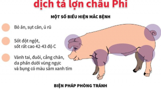 Ninh Bình công bố dịch bệnh tả lợn châu Phi tại huyện Nho Quan
