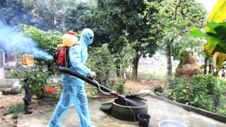 Quảng Ngãi tăng cường công tác phòng, chống dịch bệnh do muỗi truyền vì hiện tượng El Nino