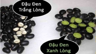 Phân biệt công dụng làm thuốc của đậu đen lòng xanh và lòng trắng