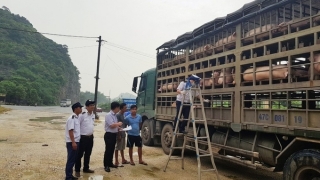 Gia Lai xử lý nghiêm các trường hợp mua bán, vận chuyển trái phép lợn qua biên giới vào Việt Nam