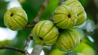Lạng Sơn: Bé 13 tuổi nhập viện cấp cứu do gia đình cho sử dụng thuốc hỗ trợ giảm cân