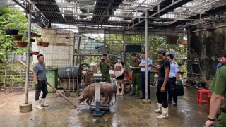 Hòa Bình kiểm tra và ngăn chặn hành vi gian dối trong cân đo trọng lượng của lợn