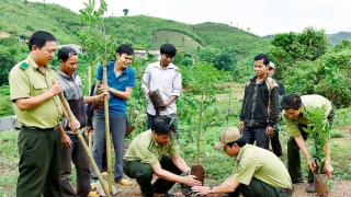 Gia Lai ban hành kế hoạch trồng rừng thay thế năm 2023