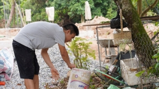 Hải Dương: Mật độ véc tơ muỗi truyền bệnh sốt xuất huyết vượt ngưỡng cảnh báo