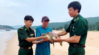 Hà Tĩnh thả rùa biển quý hiếm nặng 11kg về môi trường tự nhiên