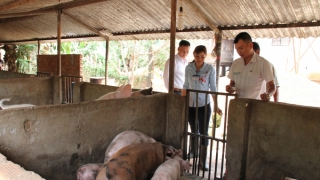 Đắk Lắk tăng cường công tác phòng, chống bệnh dịch tả lợn châu Phi trên địa bàn tỉnh