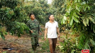 Nông dân Sơn La rải vụ cây ăn quả