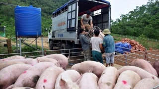 Quảng Bình tăng cường kiểm soát, phát hiện, ngăn chặn, xử lý hành vi buôn lậu, vận chuyển động vật, sản phẩm từ lợn qua biên giới