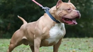 Bắc Giang: Một con chó pitbull do chủ nhà nuôi giật đứt xích lao ra tấn công khiến 4 người bị thương