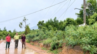 Gia Lai tăng cường công tác quản lý, bảo vệ rừng trên địa bàn tỉnh