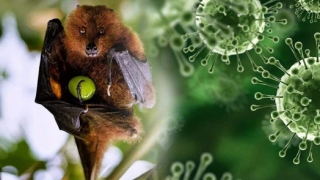 Thông tin về virus Nipah đang lây lan tại Ấn Độ