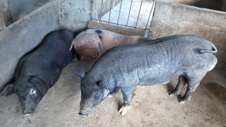 Quảng Bình: Tăng cường các biện pháp phòng, chống bệnh dịch tả lợn châu Phi và tai xanh trên đàn lợn tại huyện Minh Hóa